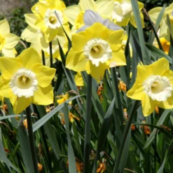 Narcissus 'Avalon' -UK Garden Plants Sales 2024 narcissus avalon 3