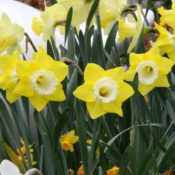 Narcissus 'Avalon' -UK Garden Plants Sales 2024 narcissus avalon 4
