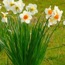 Narcissus 'Barrett Browning' 20 Narcissus 'Barrett Browning' -UK Garden Plants Sales 2024 narcissus barrett browning 1