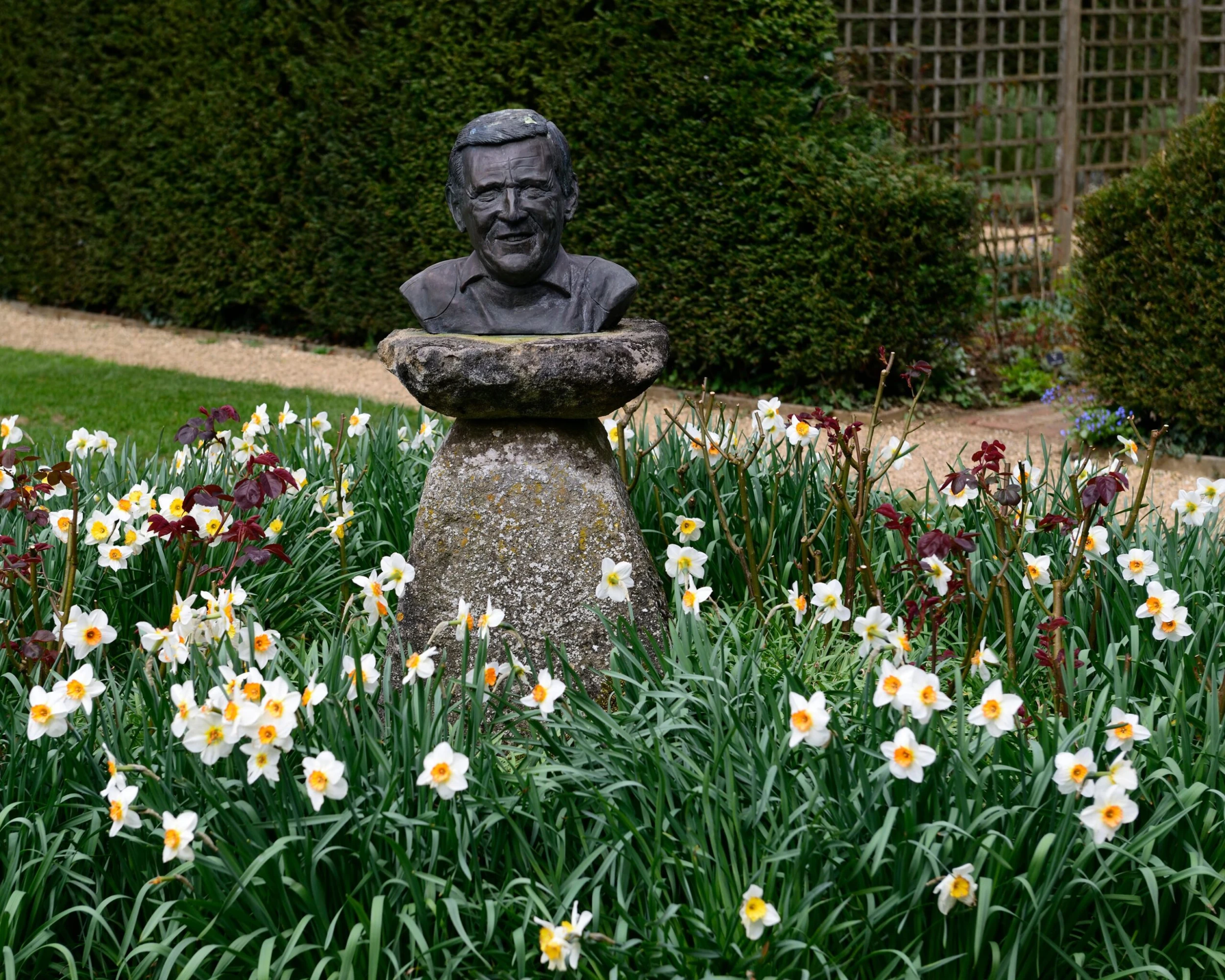 Narcissus 'Barrett Browning' 13 Narcissus 'Barrett Browning' - Image 11