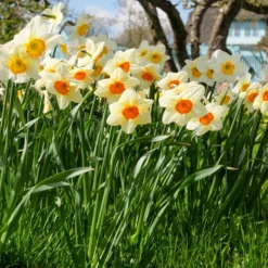 Narcissus 'Barrett Browning' 28 Narcissus 'Barrett Browning' -UK Garden Plants Sales 2024 narcissus barrett browning 11 scaled