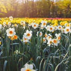 Narcissus 'Barrett Browning' 29 Narcissus 'Barrett Browning' -UK Garden Plants Sales 2024 narcissus barrett browning 12 scaled