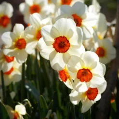 Narcissus 'Barrett Browning' 22 Narcissus 'Barrett Browning' -UK Garden Plants Sales 2024 narcissus barrett browning 13 scaled