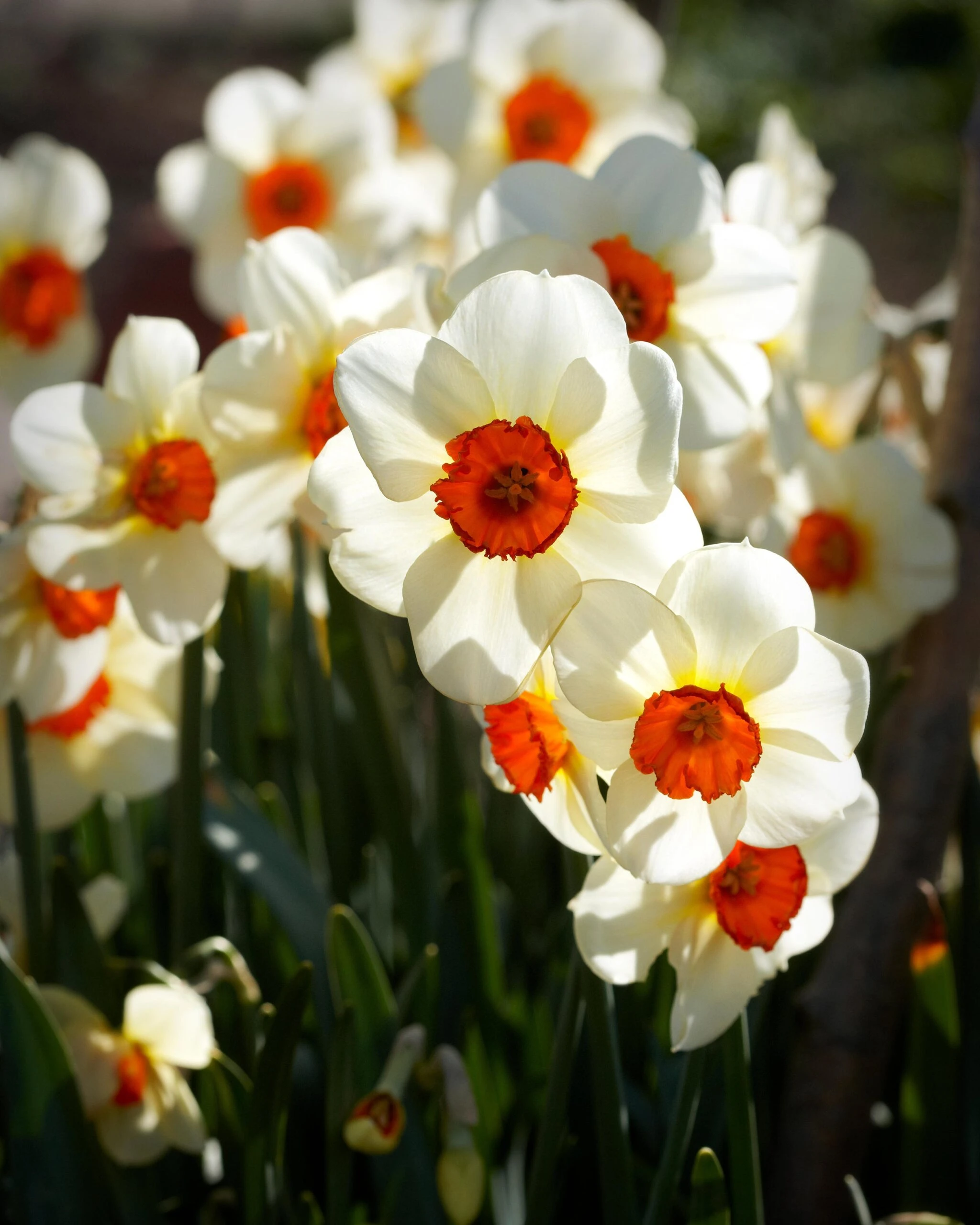 Narcissus 'Barrett Browning' 9 Narcissus 'Barrett Browning' - Image 7