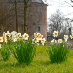 Narcissus 'Barrett Browning' 25 Narcissus 'Barrett Browning' -UK Garden Plants Sales 2024 narcissus barrett browning 3 scaled