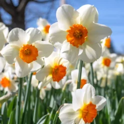 Narcissus 'Barrett Browning'