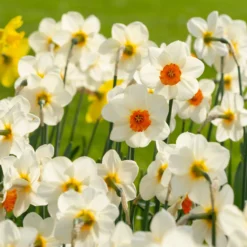 Narcissus 'Barrett Browning' 18 Narcissus 'Barrett Browning' -UK Garden Plants Sales 2024 narcissus barrett browning 5 scaled