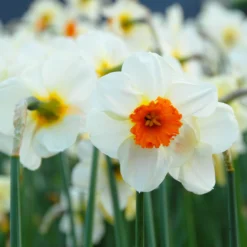 Narcissus 'Barrett Browning' 24 Narcissus 'Barrett Browning' -UK Garden Plants Sales 2024 narcissus barrett browning 6 scaled