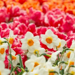 Narcissus 'Barrett Browning' 21 Narcissus 'Barrett Browning' -UK Garden Plants Sales 2024 narcissus barrett browning 7 scaled