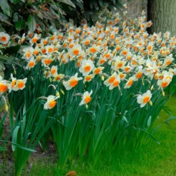Narcissus 'Barrett Browning' 27 Narcissus 'Barrett Browning' -UK Garden Plants Sales 2024 narcissus barrett browning 8 scaled