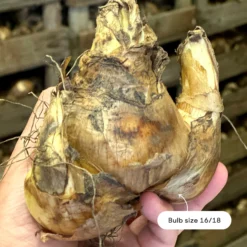 Narcissus 'Barrett Browning' 19 Narcissus 'Barrett Browning' -UK Garden Plants Sales 2024 narcissus barrett browning size