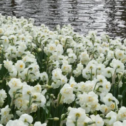Narcissus 'Bridal Crown' -UK Garden Plants Sales 2024 narcissus bridal crown 1