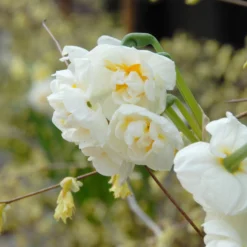Narcissus 'Bridal Crown' -UK Garden Plants Sales 2024 narcissus bridal crown 2