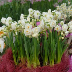 Narcissus 'Bridal Crown' -UK Garden Plants Sales 2024 narcissus bridal crown 3