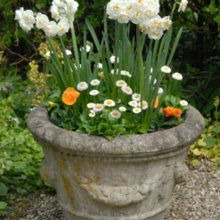 Narcissus 'Bridal Crown' -UK Garden Plants Sales 2024 narcissus bridal crown 4