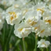 Narcissus 'Bridal Crown' -UK Garden Plants Sales 2024 narcissus bridal crown 5