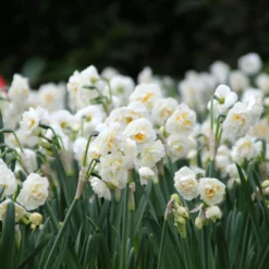 Narcissus 'Bridal Crown' -UK Garden Plants Sales 2024 narcissus bridal crown 6