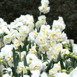 Narcissus 'Bridal Crown' -UK Garden Plants Sales 2024 narcissus bridal crown 8