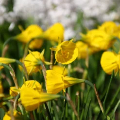 Narcissus 'Golden Bells' 18 Narcissus 'Golden Bells' -UK Garden Plants Sales 2024 narcissus bulbocodium 1
