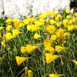 Narcissus 'Golden Bells' 19 Narcissus 'Golden Bells' -UK Garden Plants Sales 2024 narcissus bulbocodium 2