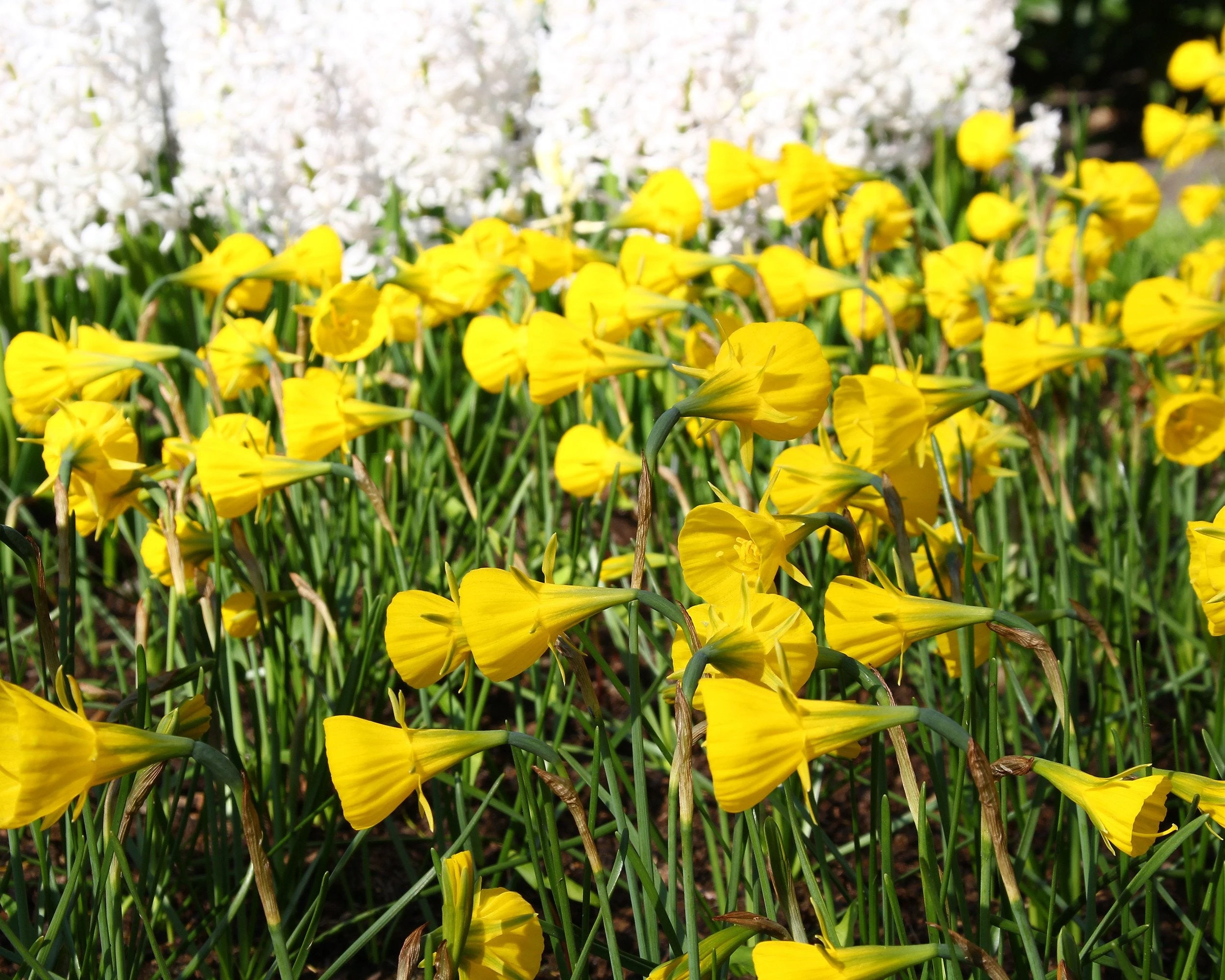 Narcissus 'Golden Bells' 9 Narcissus 'Golden Bells' - Image 7