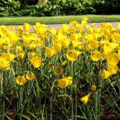 Narcissus 'Golden Bells' 21 Narcissus 'Golden Bells' -UK Garden Plants Sales 2024 narcissus bulbocodium 4