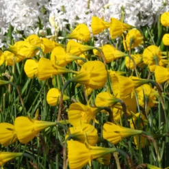 Narcissus 'Golden Bells' 22 Narcissus 'Golden Bells' -UK Garden Plants Sales 2024 narcissus bulbocodium 7
