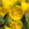 Narcissus 'Golden Bells' -UK Garden Plants Sales 2024 narcissus bulbocodium 8