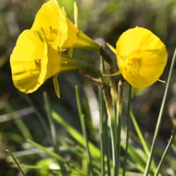 Narcissus 'Golden Bells' 15 Narcissus 'Golden Bells' -UK Garden Plants Sales 2024 narcissus bulbocodium golden bells 0