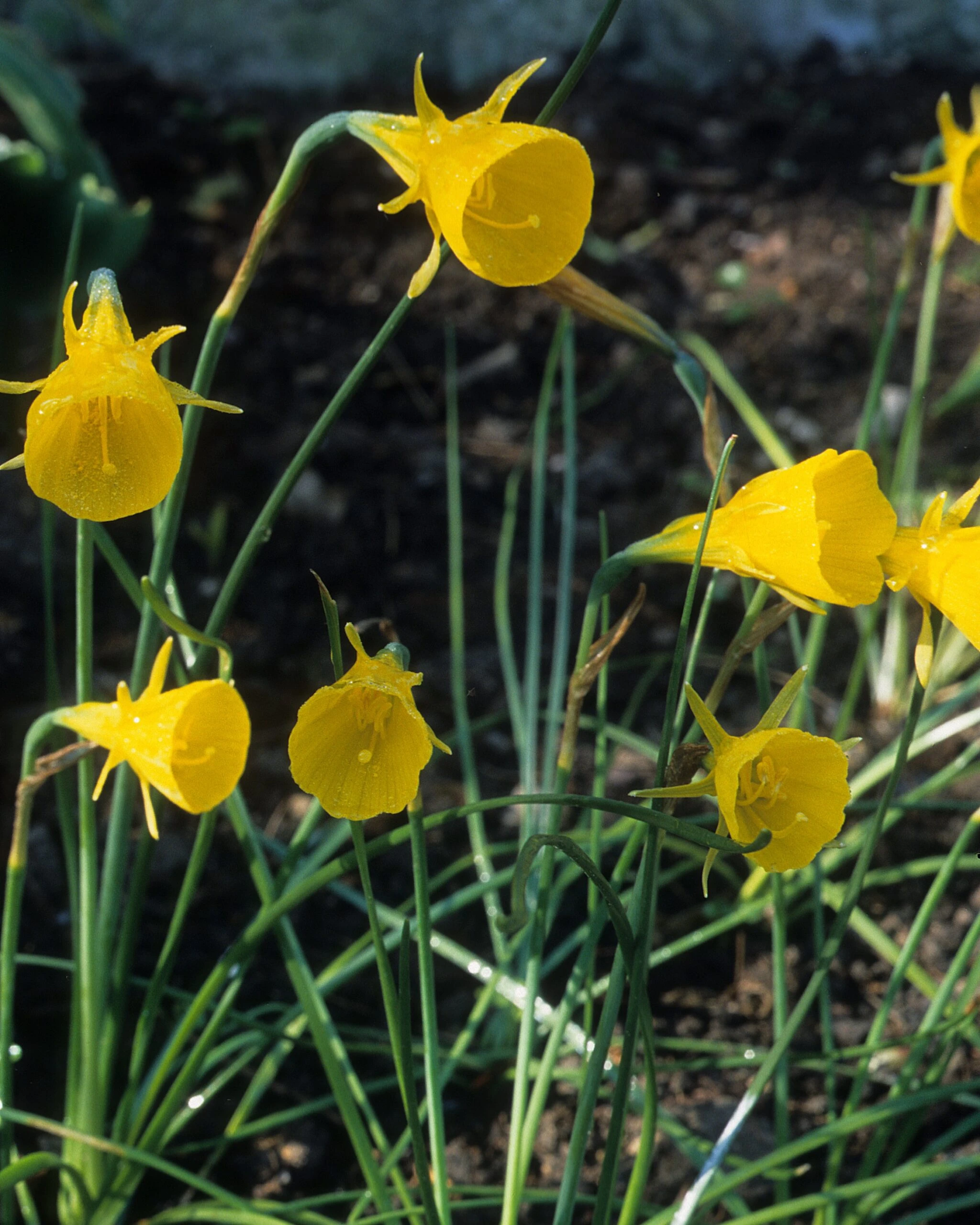 Narcissus 'Golden Bells' 4 Narcissus 'Golden Bells' - Image 2