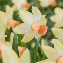 Narcissus 'Carice'