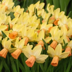 Narcissus 'Carice' 9 Narcissus 'Carice' -UK Garden Plants Sales 2024 narcissus carice 2 scaled