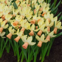 Narcissus 'Carice' 10 Narcissus 'Carice' -UK Garden Plants Sales 2024 narcissus carice 3 scaled