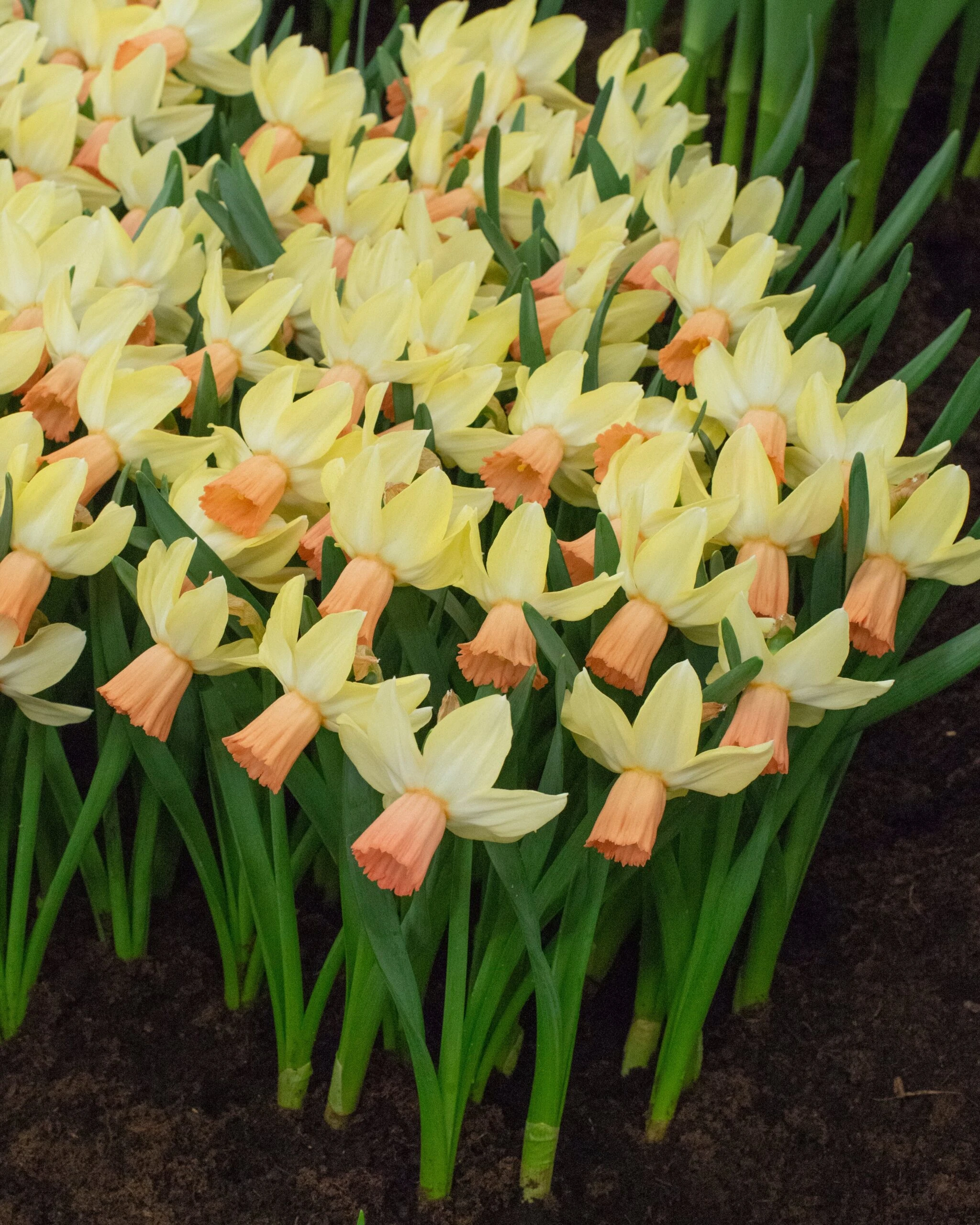 Narcissus 'Carice' 6 Narcissus 'Carice' - Image 4