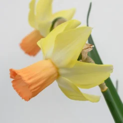 Narcissus 'Carice' 11 Narcissus 'Carice' -UK Garden Plants Sales 2024 narcissus carice 4 scaled