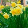 Narcissus 'Carlton' -UK Garden Plants Sales 2024 narcissus carlton 1 12cc9698 3be0 464b 8c34 49acf35536c9