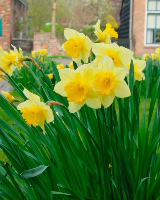 Narcissus 'Carlton' -UK Garden Plants Sales 2024 narcissus carlton 1 12cc9698 3be0 464b 8c34 49acf35536c9
