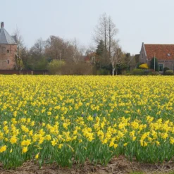 Narcissus 'Carlton' -UK Garden Plants Sales 2024 narcissus carlton 3 e2dad804 fa05 4c32 b99d 392c50f9061a