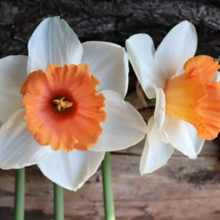 Narcissus 'Chromacolor' -UK Garden Plants Sales 2024 narcissus chromacolor 0