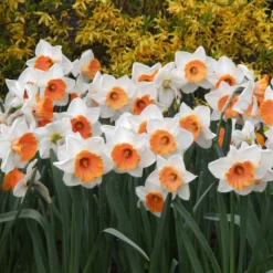Narcissus 'Chromacolor' -UK Garden Plants Sales 2024 narcissus chromacolor 1