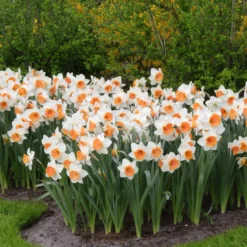 Narcissus 'Chromacolor' -UK Garden Plants Sales 2024 narcissus chromacolor 3