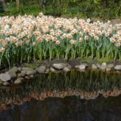 Narcissus 'Chromacolor' -UK Garden Plants Sales 2024 narcissus chromacolor 5