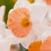 Narcissus 'Chromacolor' -UK Garden Plants Sales 2024 narcissus chromacolor 7
