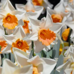 Narcissus 'Chromacolor' -UK Garden Plants Sales 2024 narcissus chromacolor 8 scaled