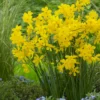 Narcissus Cordubensis -UK Garden Plants Sales 2024 narcissus cordubensis 1