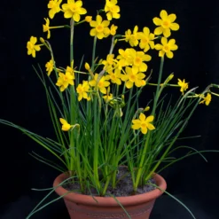 Narcissus Cordubensis -UK Garden Plants Sales 2024 narcissus cordubensis 3 scaled