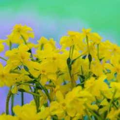 Narcissus Cordubensis -UK Garden Plants Sales 2024 narcissus cordubensis 4 scaled