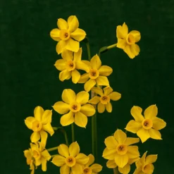 Narcissus Cordubensis -UK Garden Plants Sales 2024 narcissus cordubensis 5