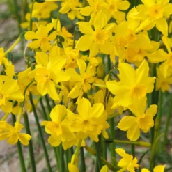 Narcissus Cordubensis -UK Garden Plants Sales 2024 narcissus cordubensis 7