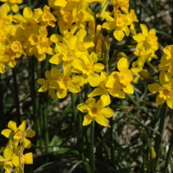 Narcissus Cordubensis -UK Garden Plants Sales 2024 narcissus cordubensis 8